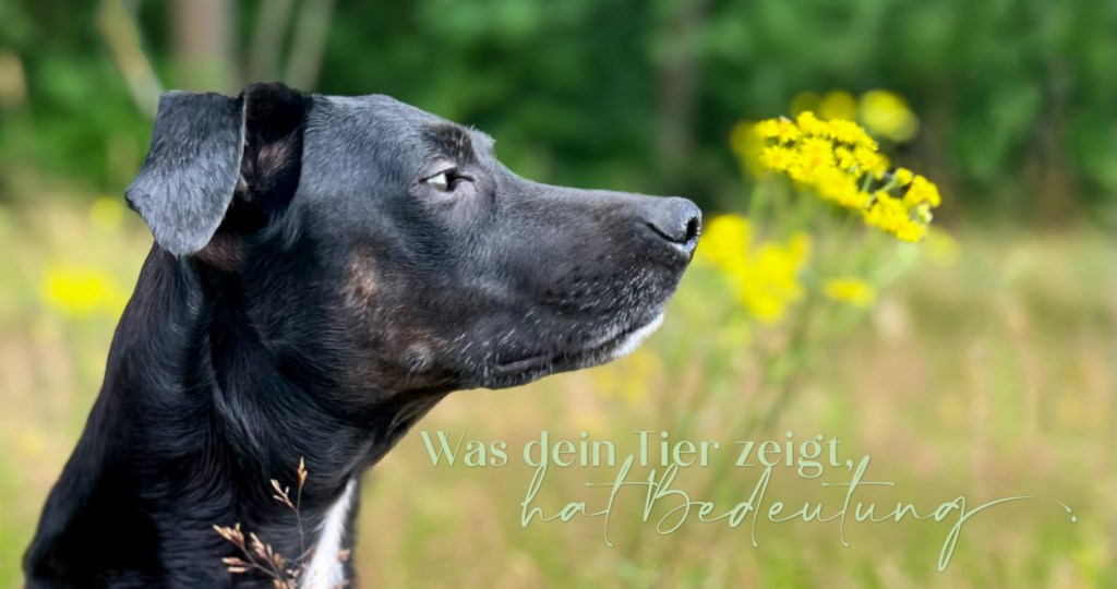 Hund schnuppert an einer gelben Blume als Symbol für achtsame Tierbegleitung, Bachblütenberatung und Reiki für Tiere