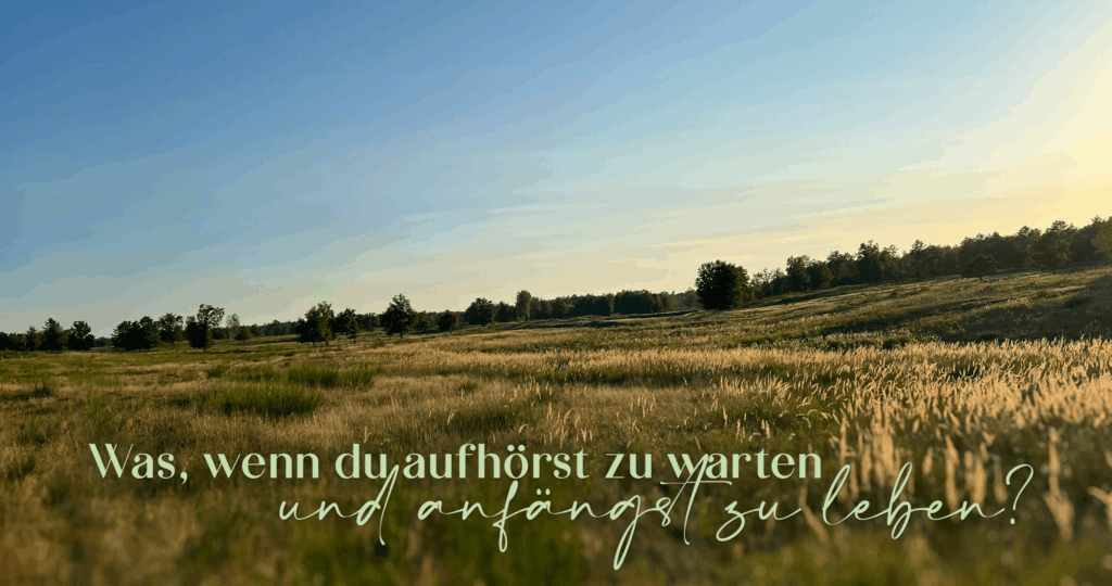 Weite Heide-Landschaft im goldenen Abendlicht – Header-Bild für das 1:1 Coaching-Programm Lebendig von Constanze Bechtold. Lebendigkeit kultivieren mitten im echten Leben.
